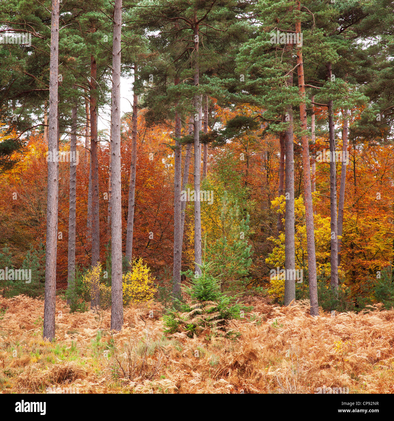 A variety of different trees displaying their different autumn colours, New Forest, Hampshire, UK Stock Photo