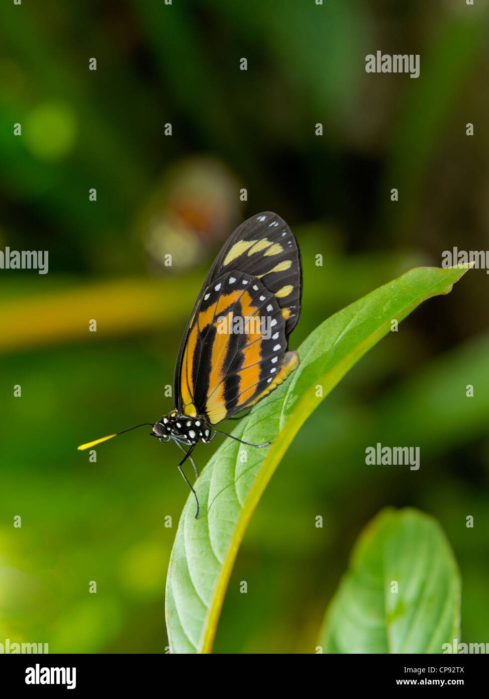 Numata Butterfly (Heliconius numata) Stock Photo