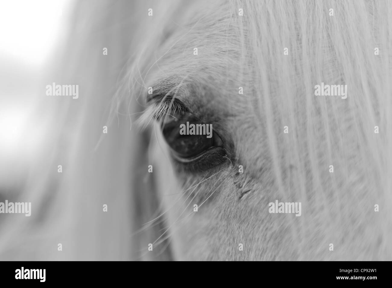 Close up of the eye of a white horse Stock Photo