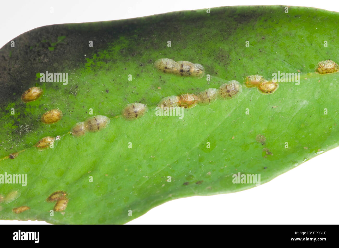 Soft brown scale on umbrella plant Stock Photo Alamy