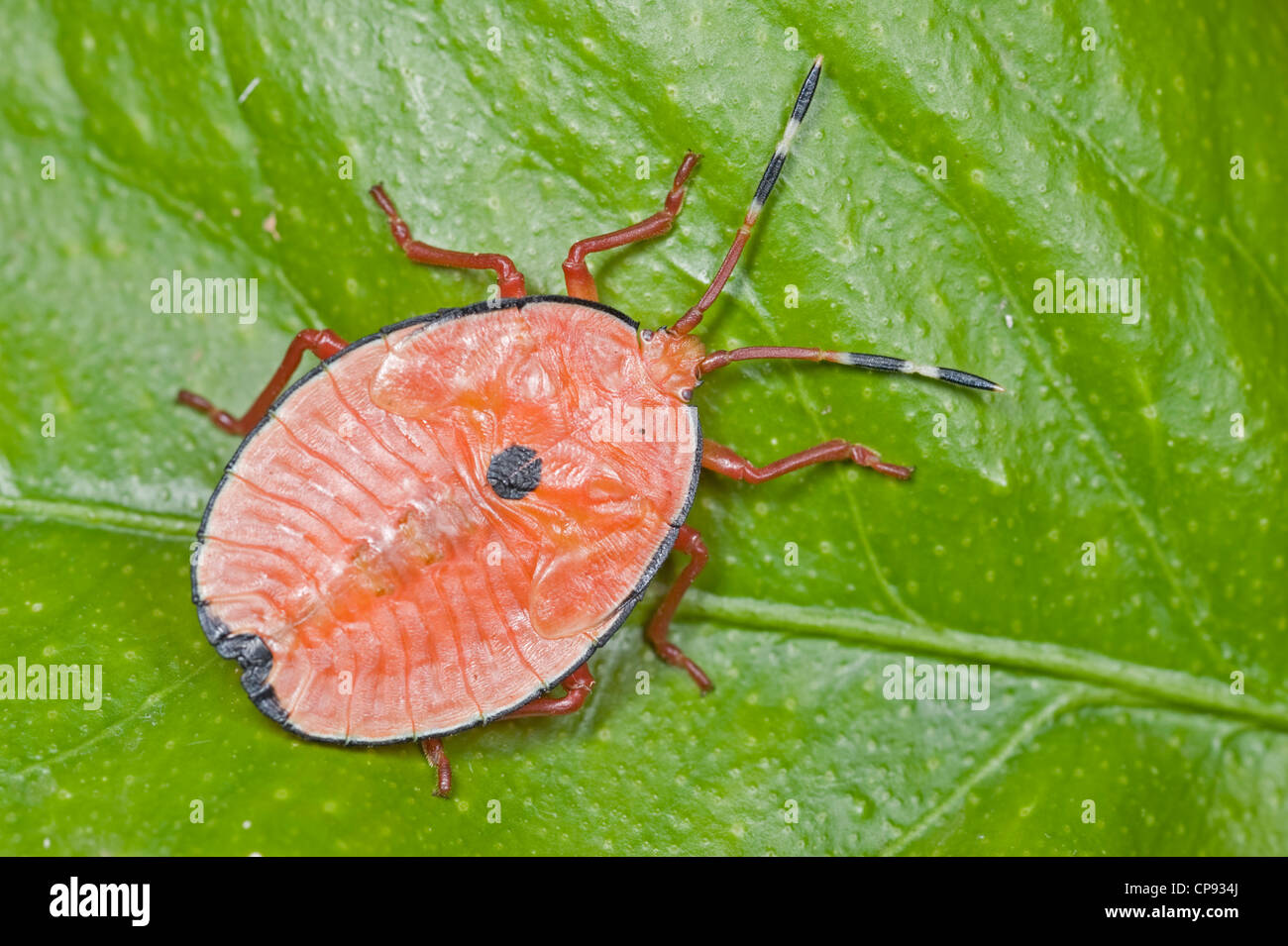 Bronze orange bug nymph on lemon tree Stock Photo