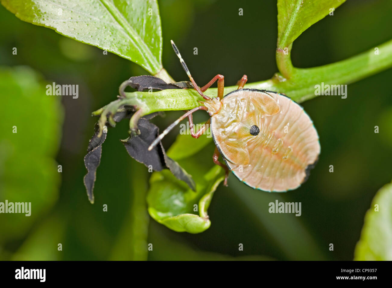 Bronze orange bug nymph on lemon tree Stock Photo