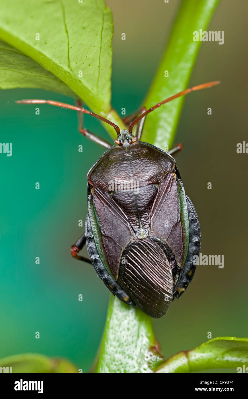 Bronze orange bug on lemon tree Stock Photo Alamy