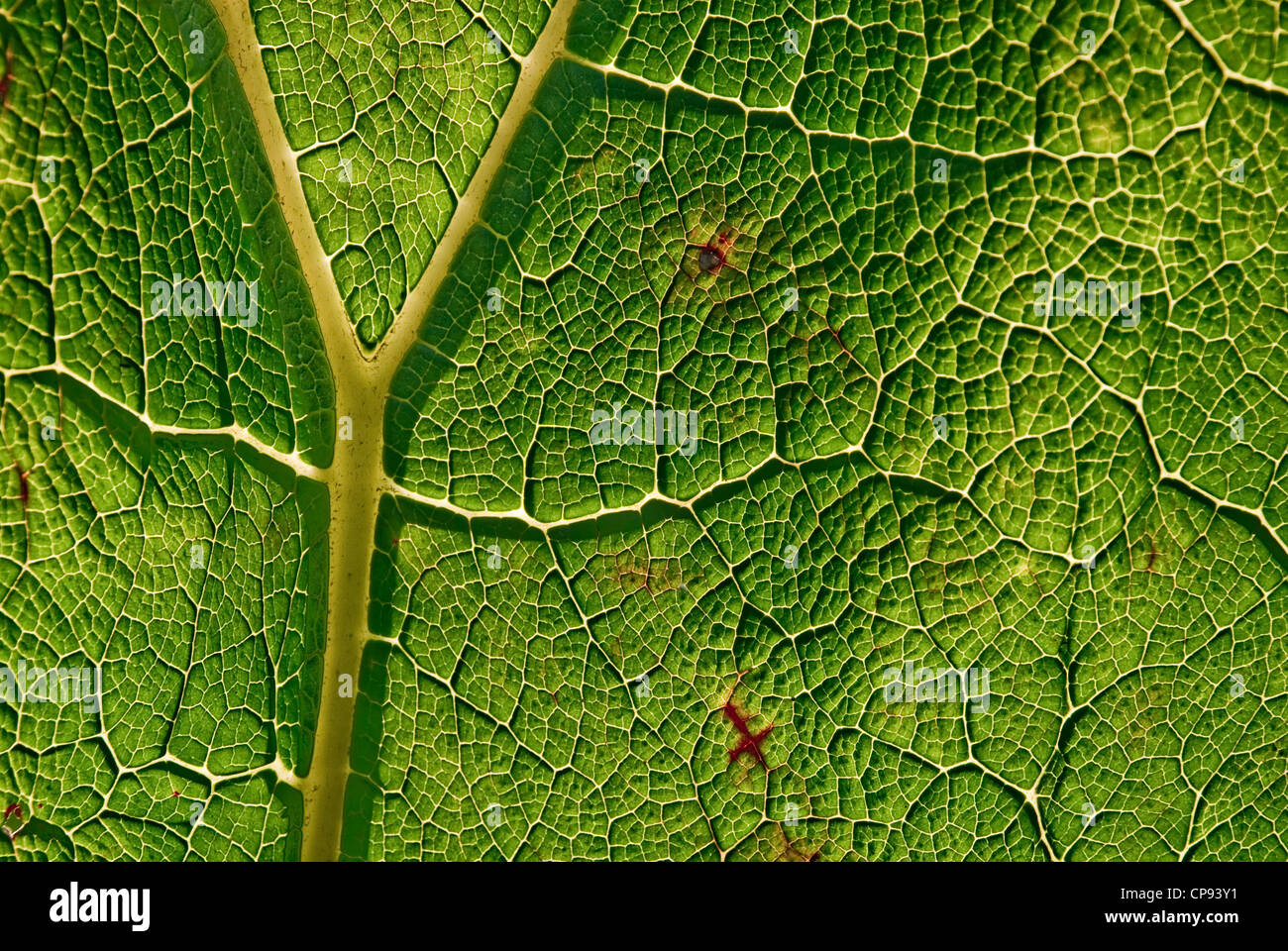 The network of a veins and capillaries of a Gunnerer Gunnerea leaf appear like a miniature landscape, Stock Photo