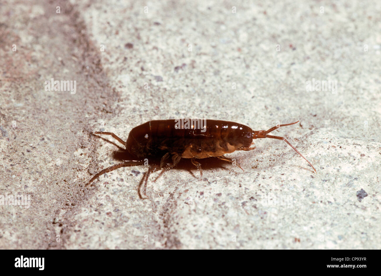 New Zealand landhopper (Arcitalitrus dorrieni) in a garden UK Stock ...