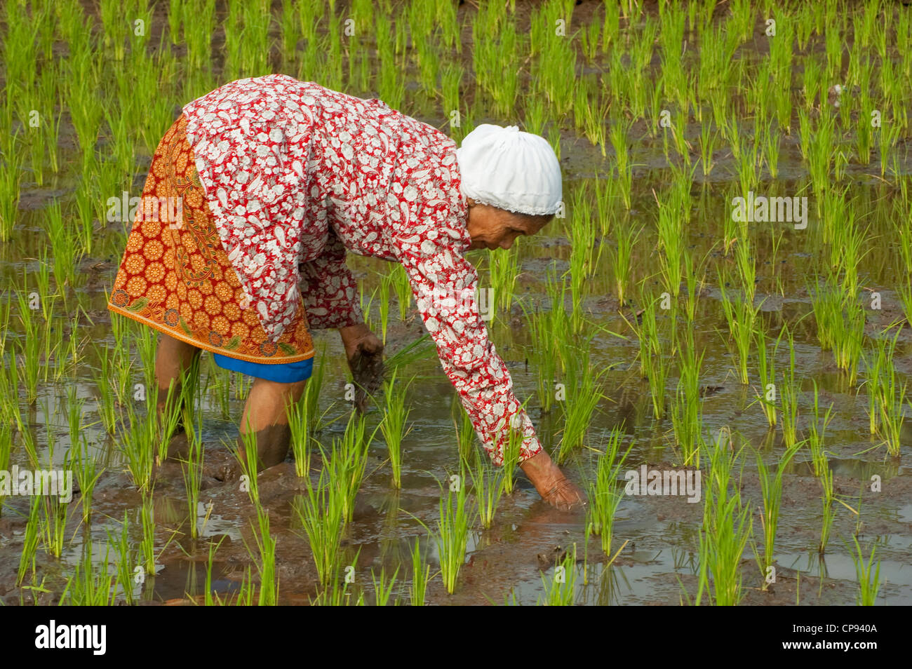 Planting rice seeds Stock Photo Alamy