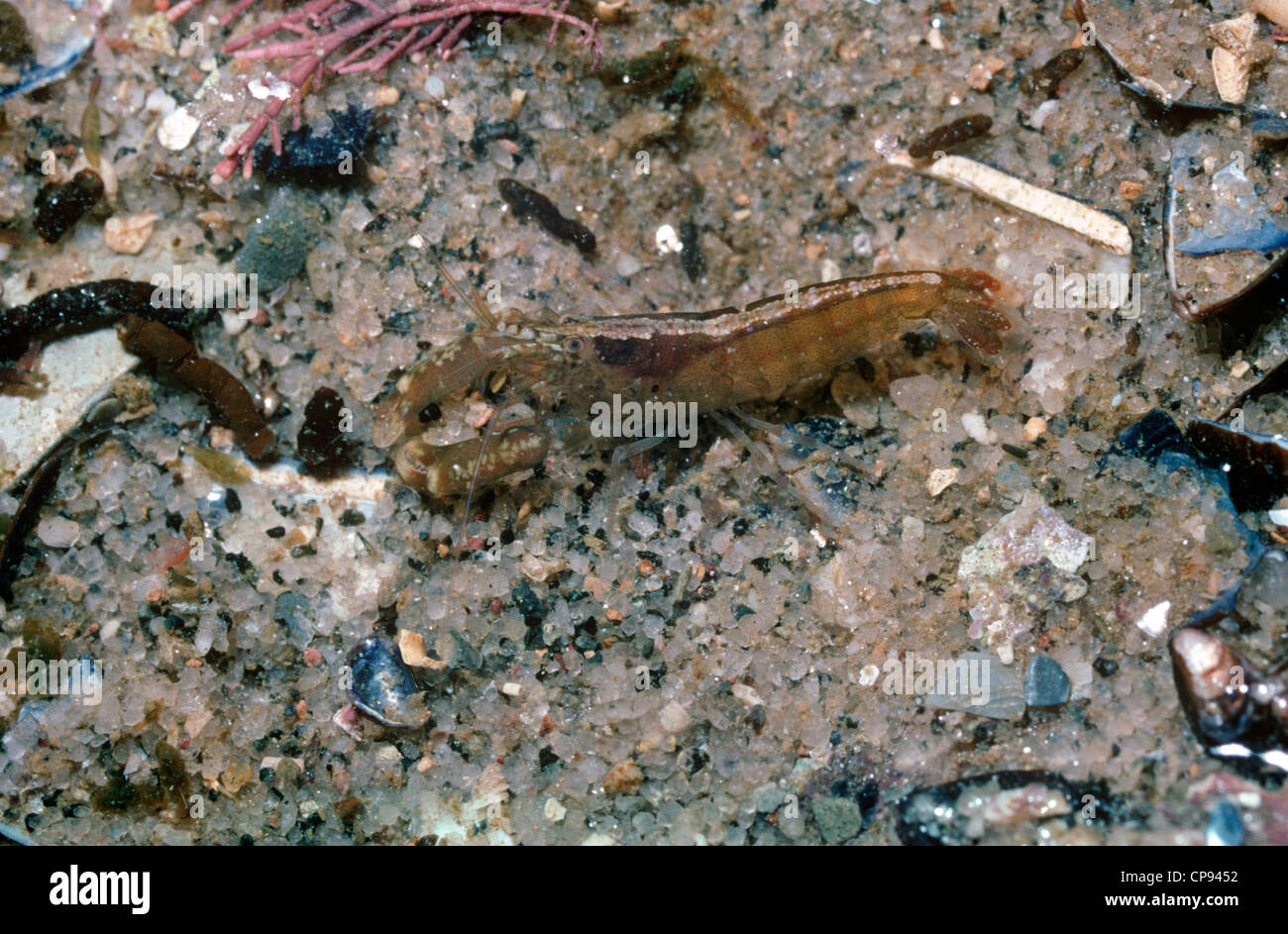 Hooded shrimp (Athanas nitescens: Alphaeidae) in a rockpool UK Stock Photo