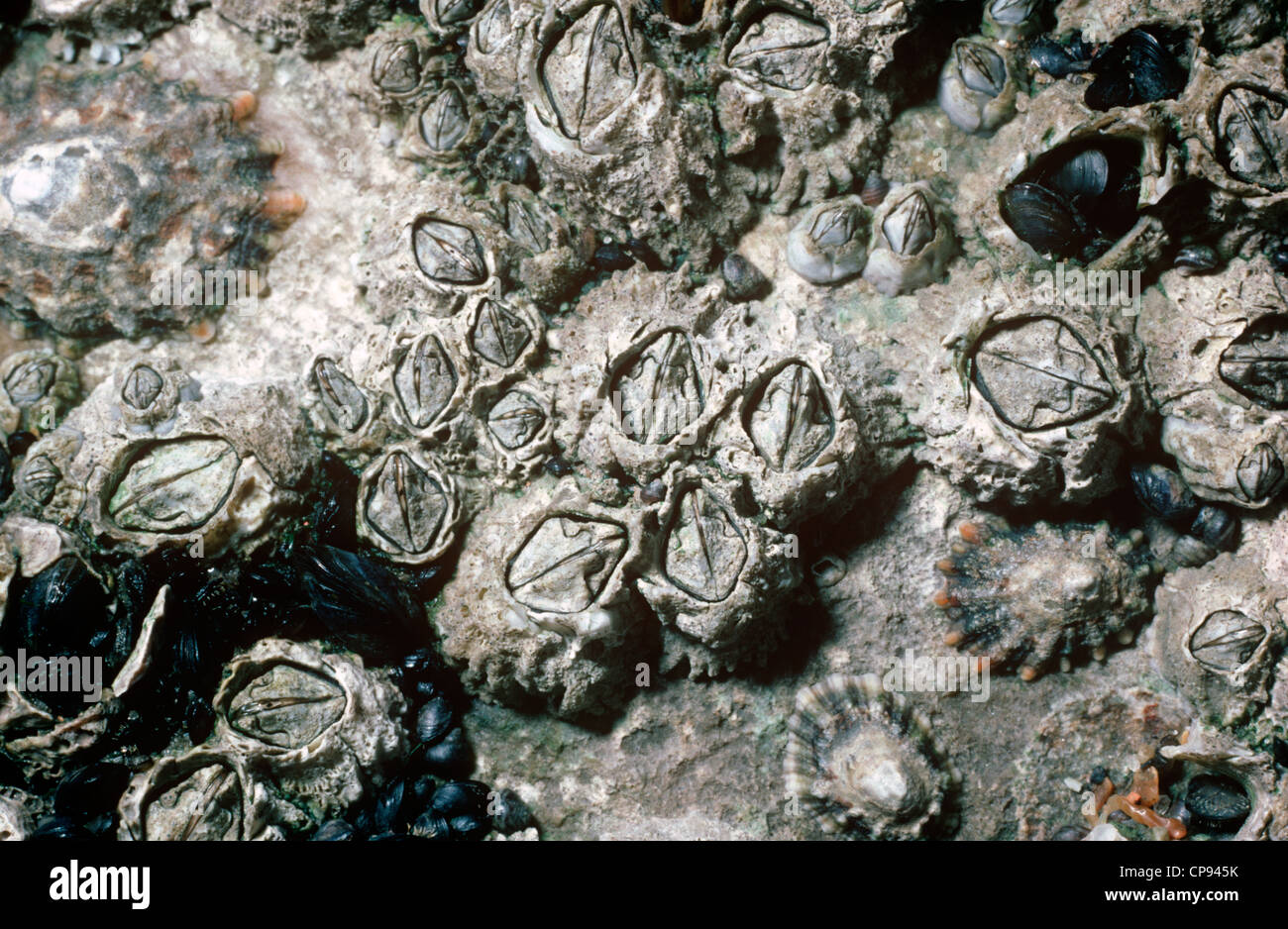 acorn barnacle acorn barnacle