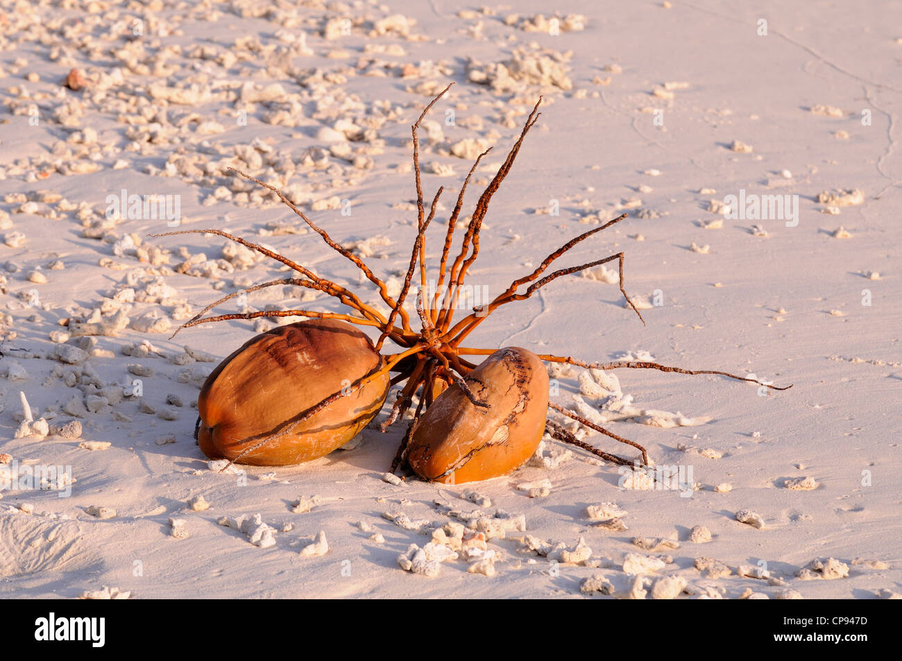 Cocoa Pods (Theobroma cacao) lying on the beach, The Maldives Stock Photo