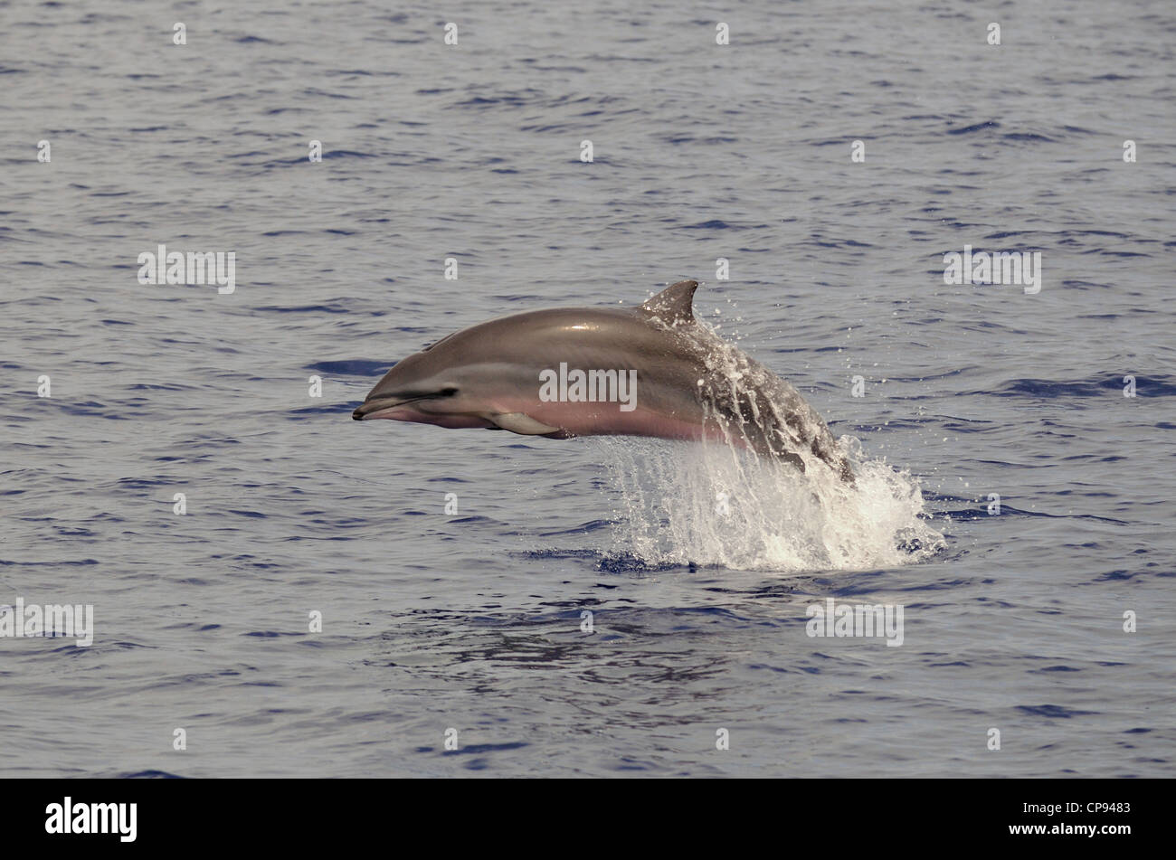 Fraser's Dolphin (Lagenodelphis hosei) or Sarawak Dolphin, leaping out of the sea, The Maldives Stock Photo