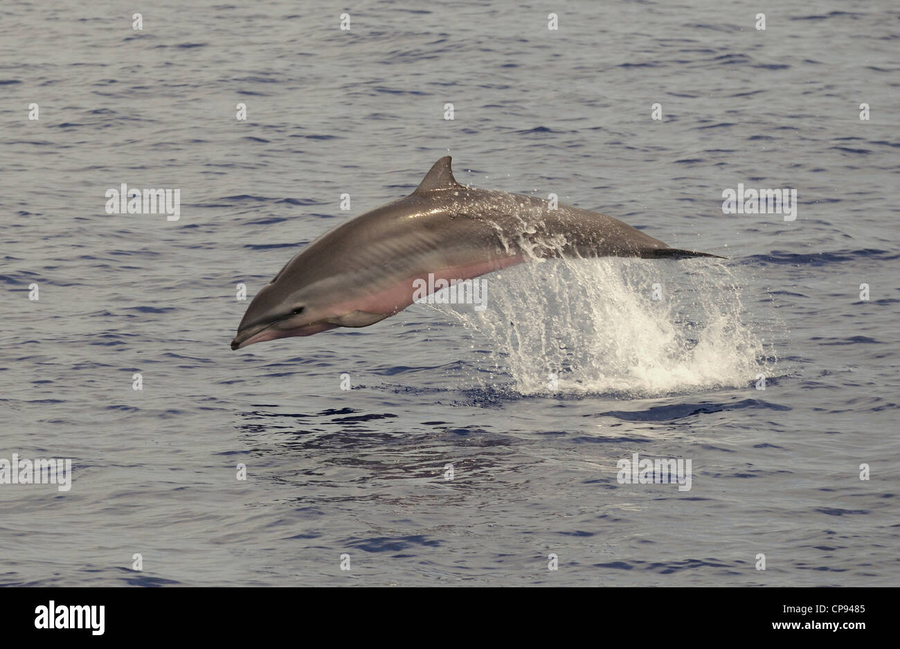 Fraser's Dolphin (Lagenodelphis hosei) or Sarawak Dolphin, leaping out of the sea, The Maldives Stock Photo