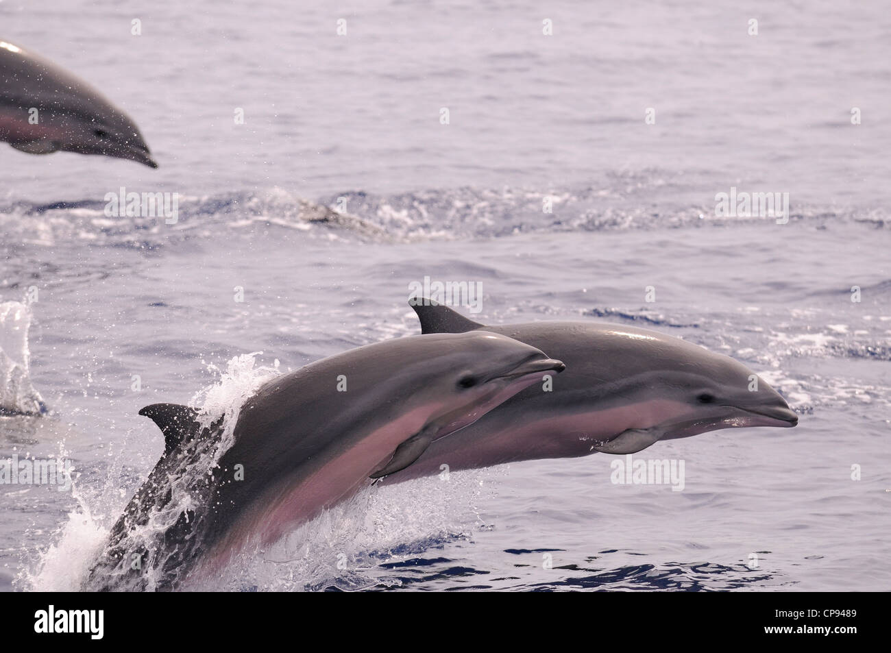 Fraser's Dolphin (Lagenodelphis hosei) or Sarawak Dolphin, two leaping out of the sea together, The Maldives Stock Photo