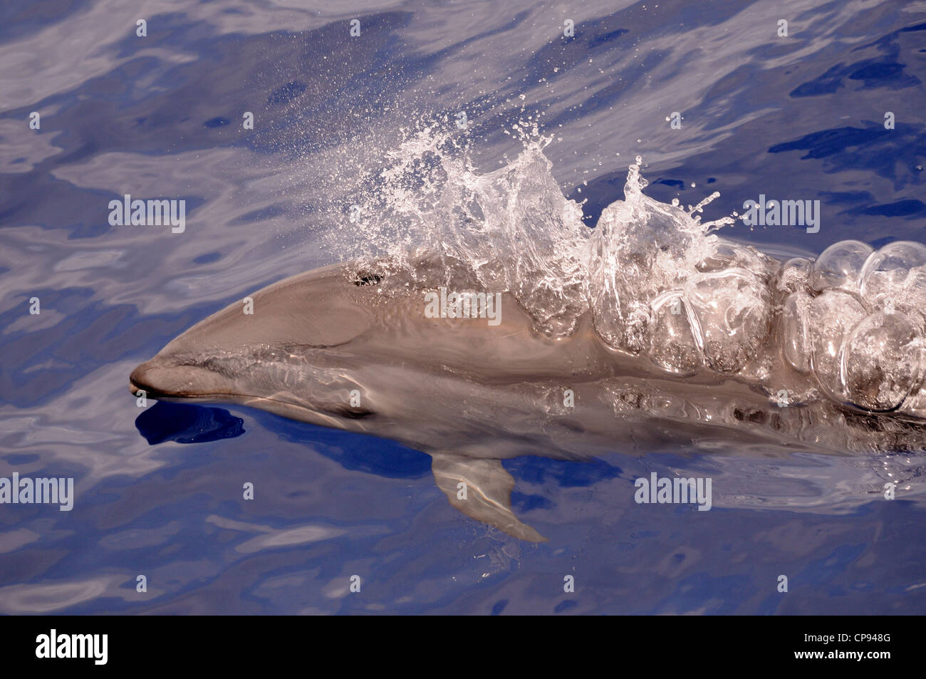 Fraser's Dolphin (Lagenodelphis hosei) or Sarawak Dolphin, blowing at surface, The Maldives Stock Photo
