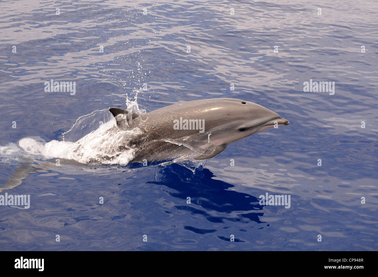Fraser's Dolphin (Lagenodelphis hosei) leaping out of the sea, The Maldives Stock Photo