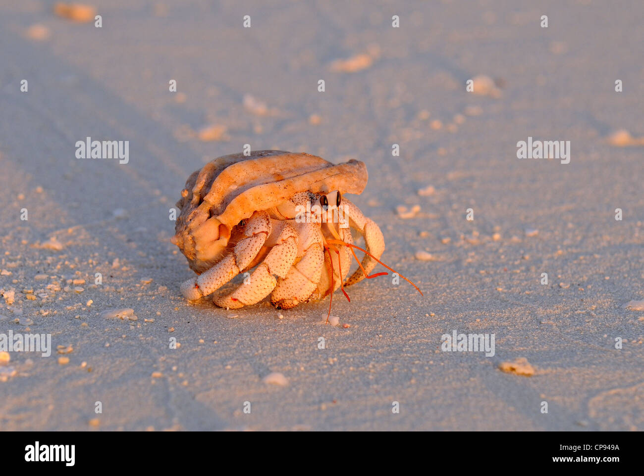 Strawberry land Hermit Crab on beach at sunset, The Maldives Stock Photo