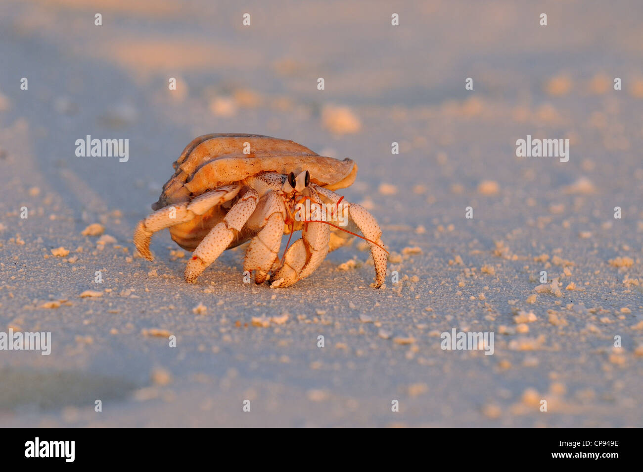 Strawberry Land Hermit Crab (Coenobita perlatus) on sandy beach at sunset, The Maldives Stock Photo