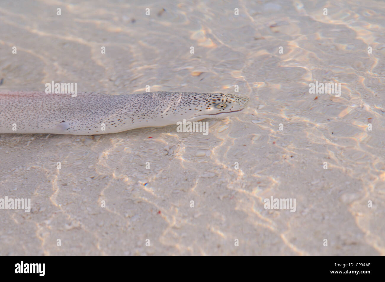 Peppered Moray Eel (Gymnothorax pictus) swimming in daylight in shallow water looking for shore crabs, The Maldives Stock Photo