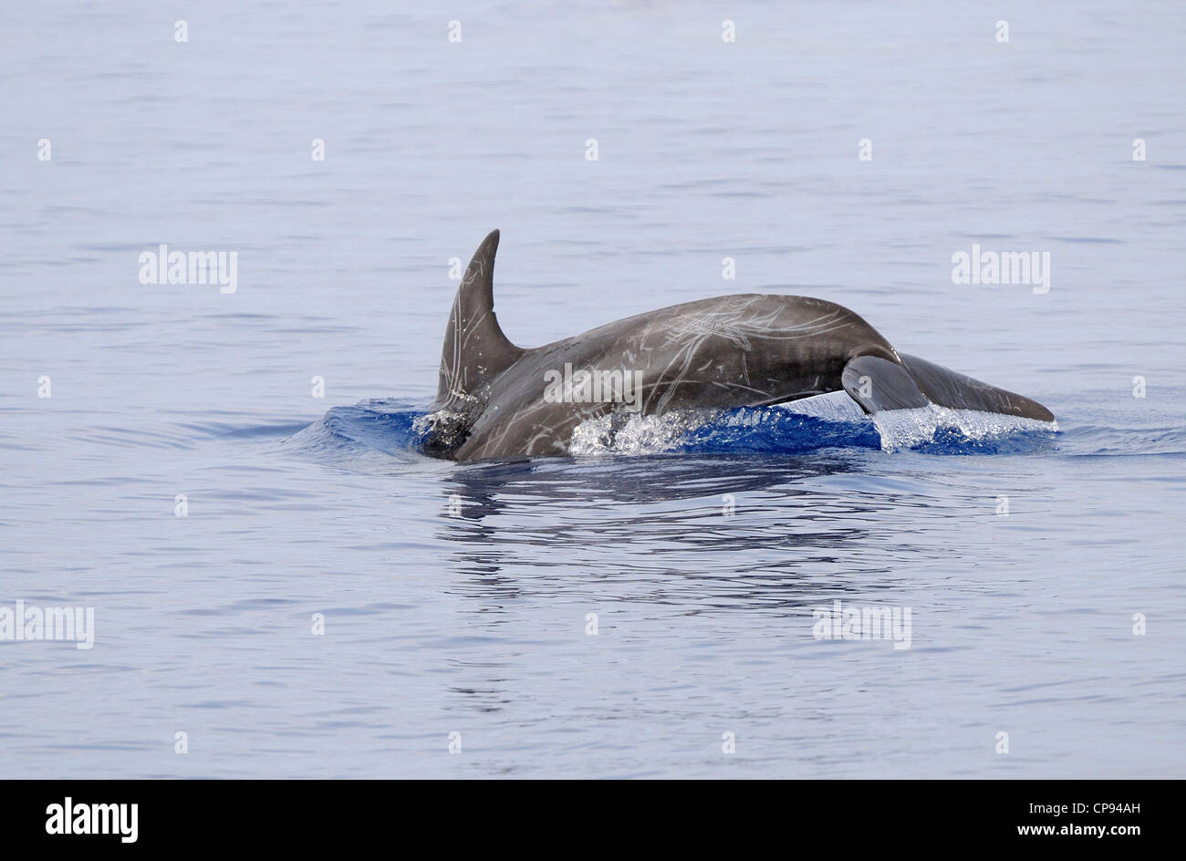 Risso's Dolphin (Grampus griseus) diving, The Maldives Stock Photo - Alamy