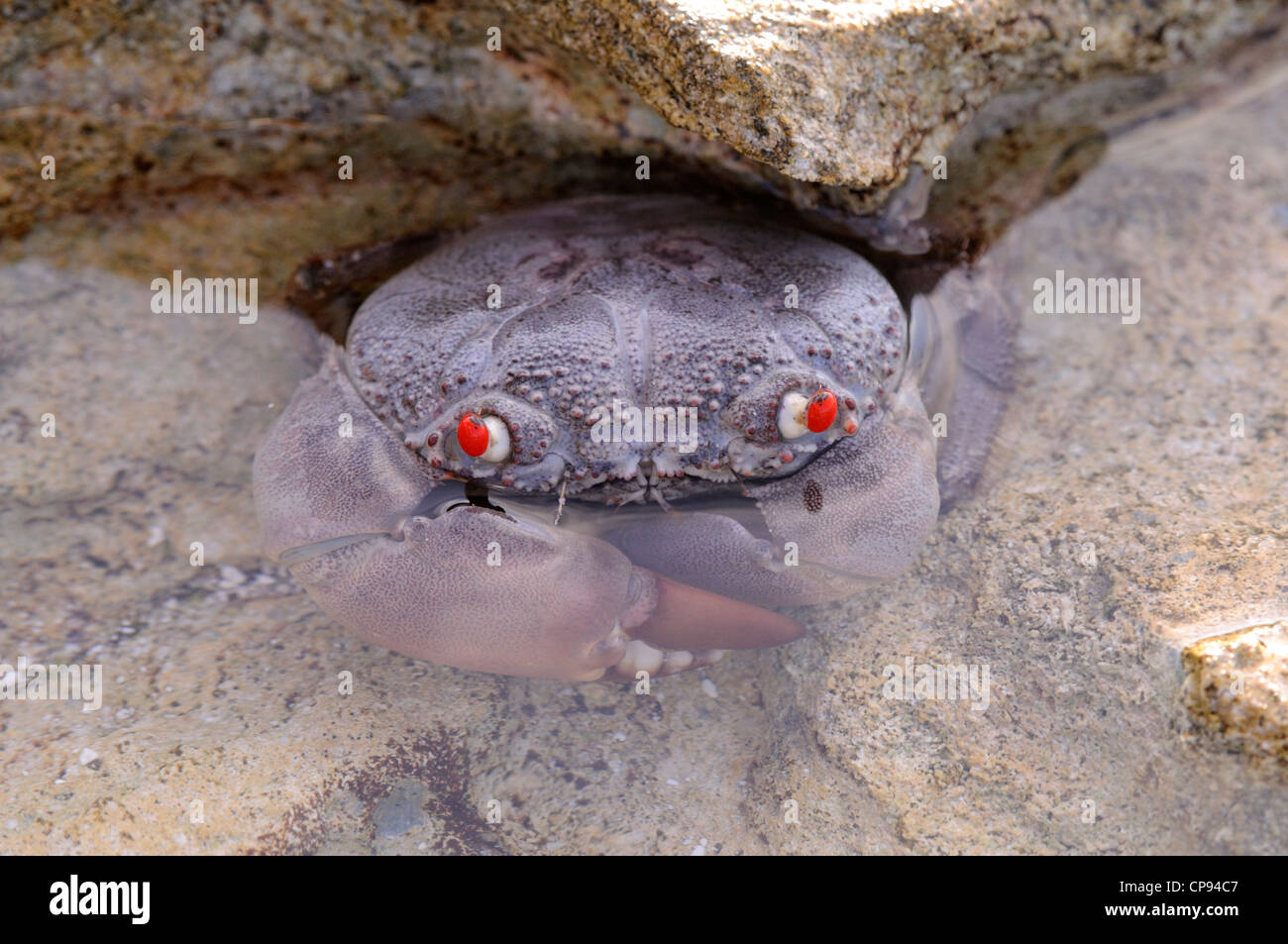 Red-eyed Crab (Eriphia ferox) in rock pool, The Maldives Stock Photo