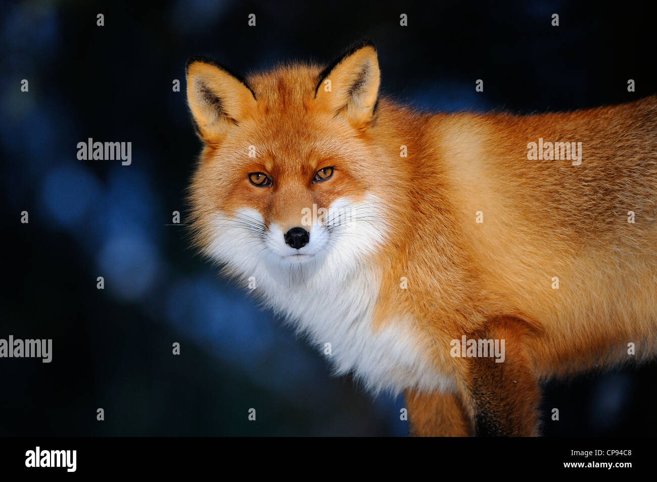 European Red Fox (Vulpes vulpes) in winter coat, Norway (captive) Stock Photo