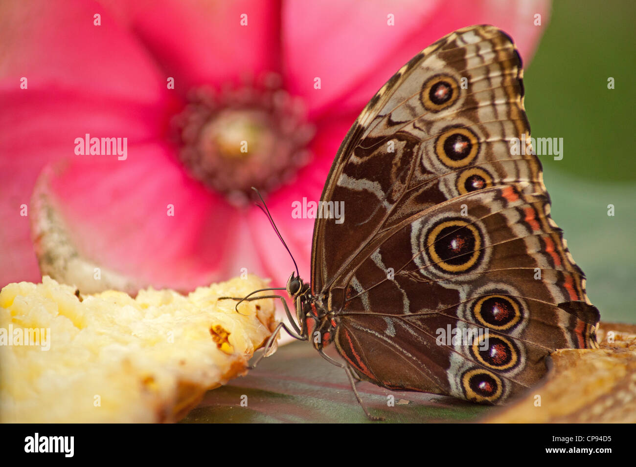Peleides Blue Morpho, (Morpho peleides), tropical butterfly Stock Photo ...