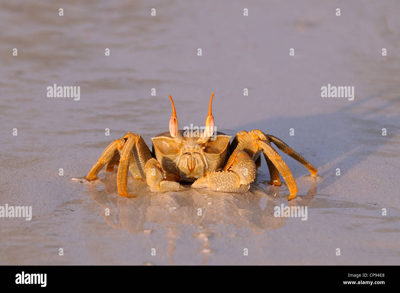 Horned or Horn-eyed Ghost Crab (Ocypode ceratophthalmus) on sea shore, The Maldives Stock Photo