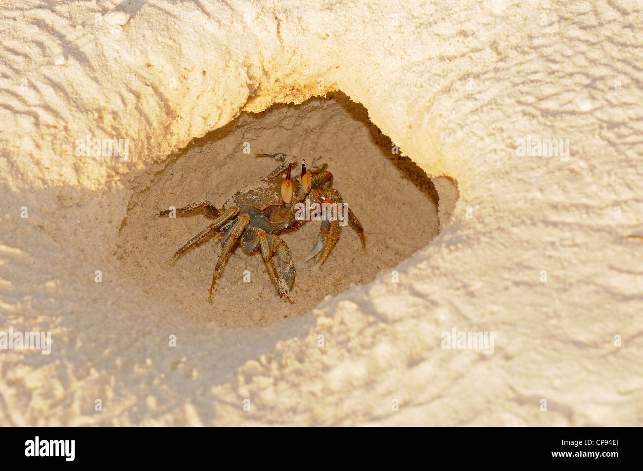 Horned or Horn-eyed Ghost Crab (Ocypode ceratophthalmus) rseting at entrance to burrow, The Maldives Stock Photo