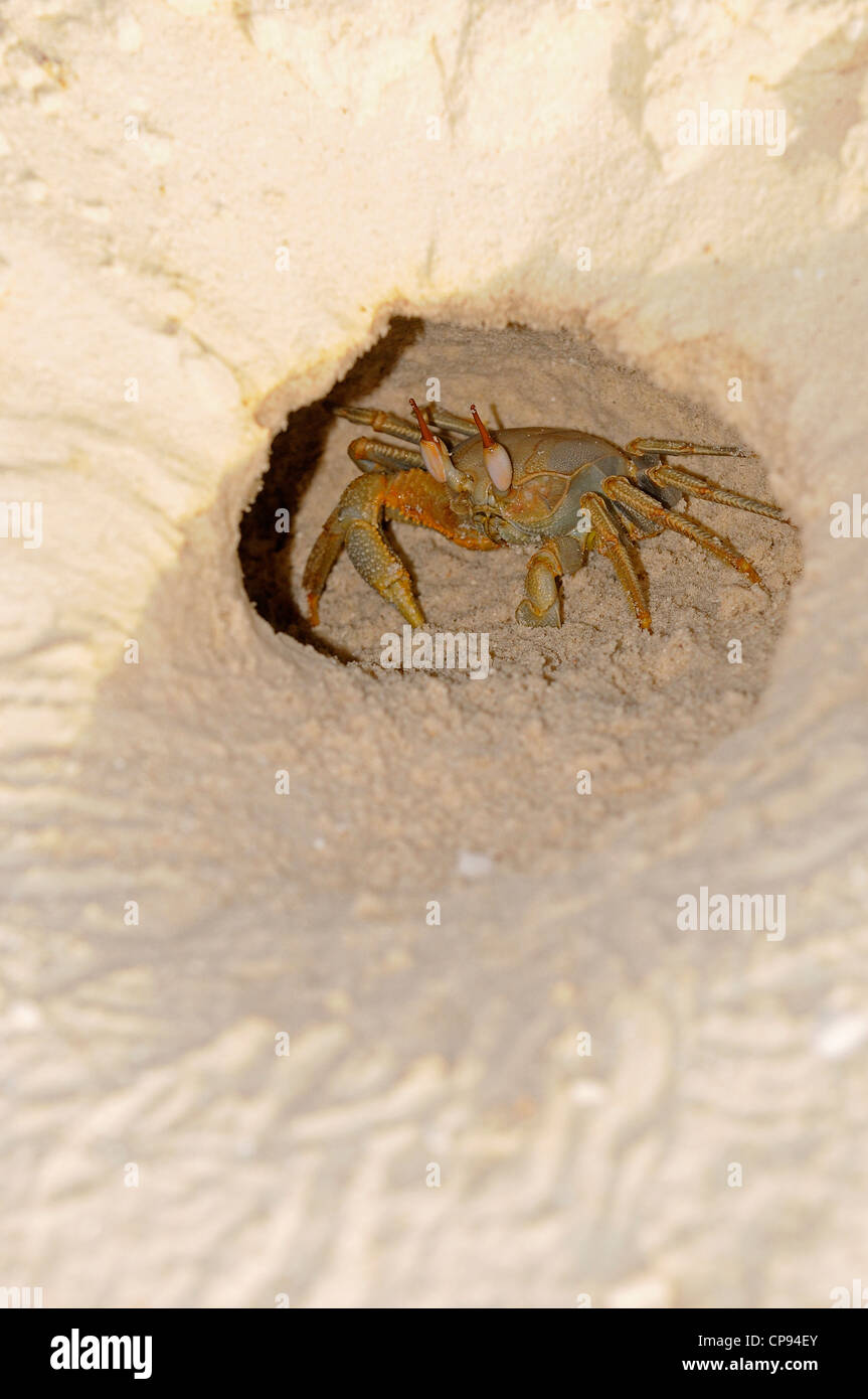 Horned or Horn-eyed Ghost Crab (Ocypode ceratophthalmus) at entrance to burrow in sand, The Maldives Stock Photo