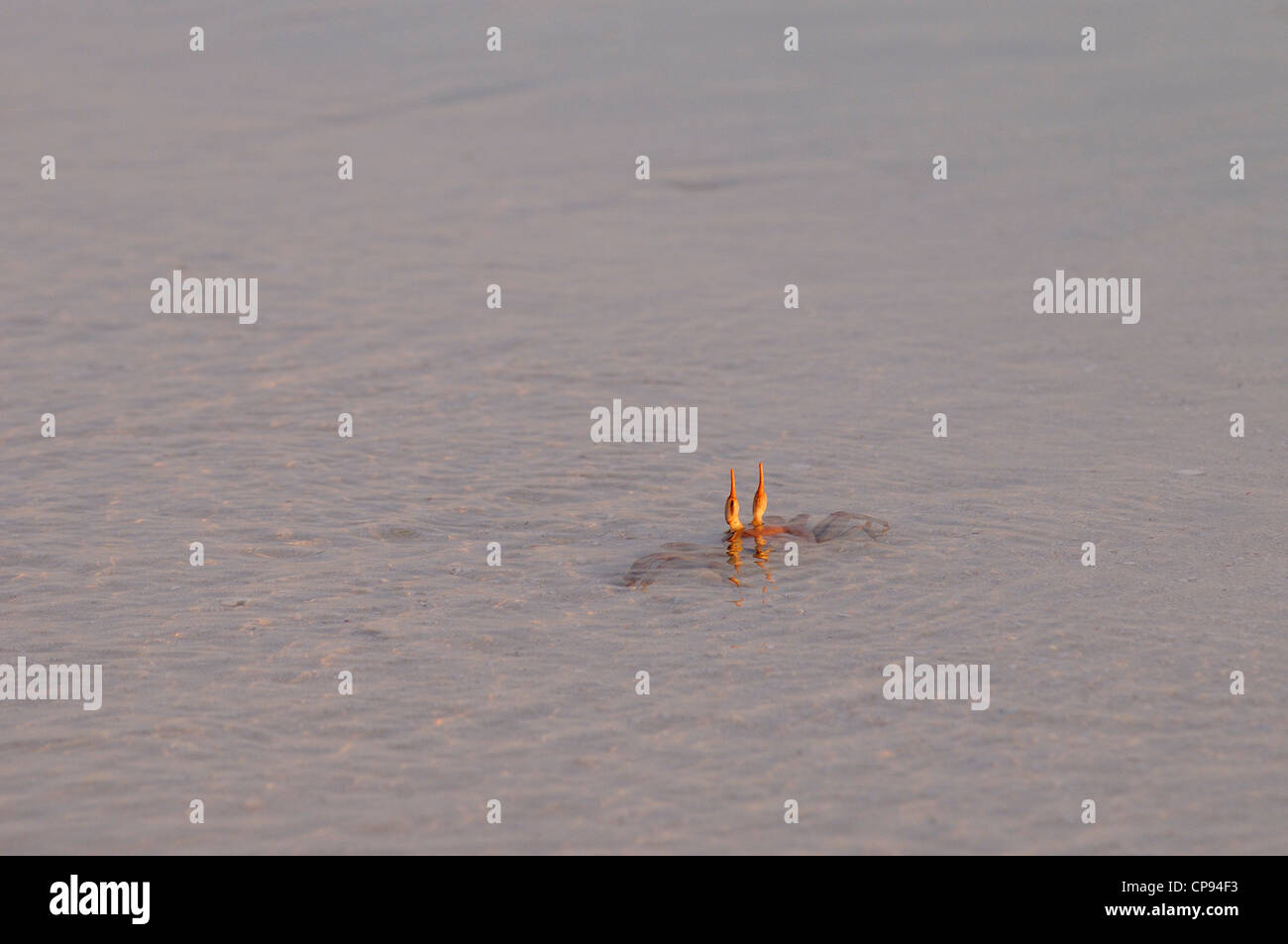 Horned or Horn-eyed Ghost Crab (Ocypode ceratophthalmus) in shallow sea water with eyes extended, The Maldives Stock Photo