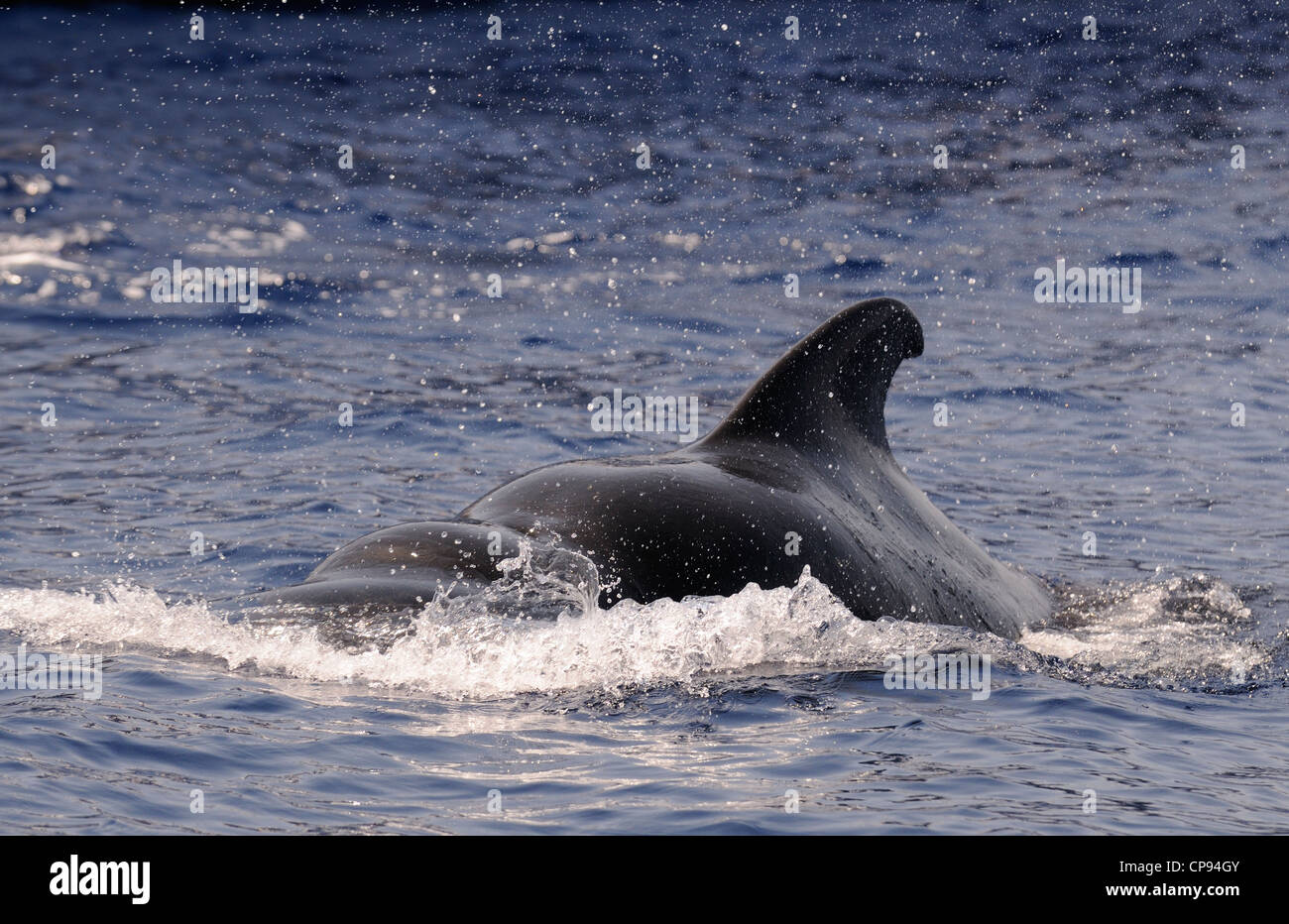 Short-finned Pilot Whale (Globicephala macrorhynchus) large male surfacing aggressively, The Maldives Stock Photo