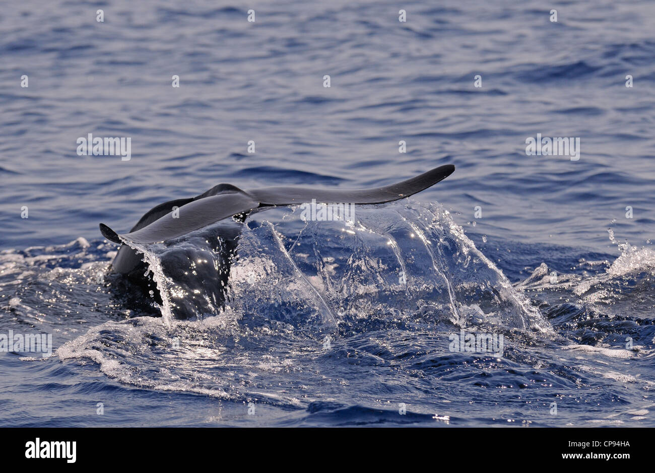Short-finned Pilot Whale (Globicephala macrorhynchus) diving with raised tail fluke, The Maldives Stock Photo