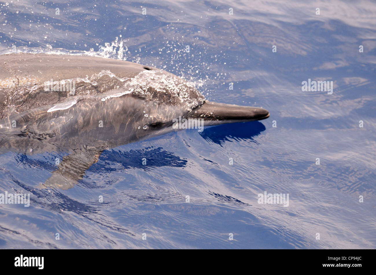 Spinner Dolphin (Stenella longirostris) surfacing, The Maldives Stock Photo