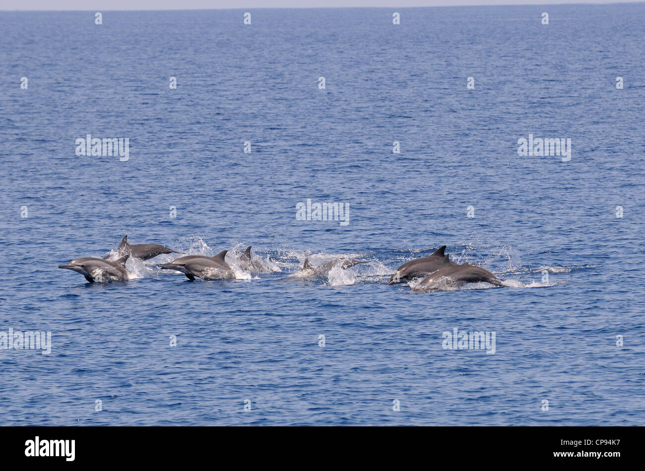 Spinner Dolphin (Stenella longirostris) pod swimming at surface, The Maldives Stock Photo