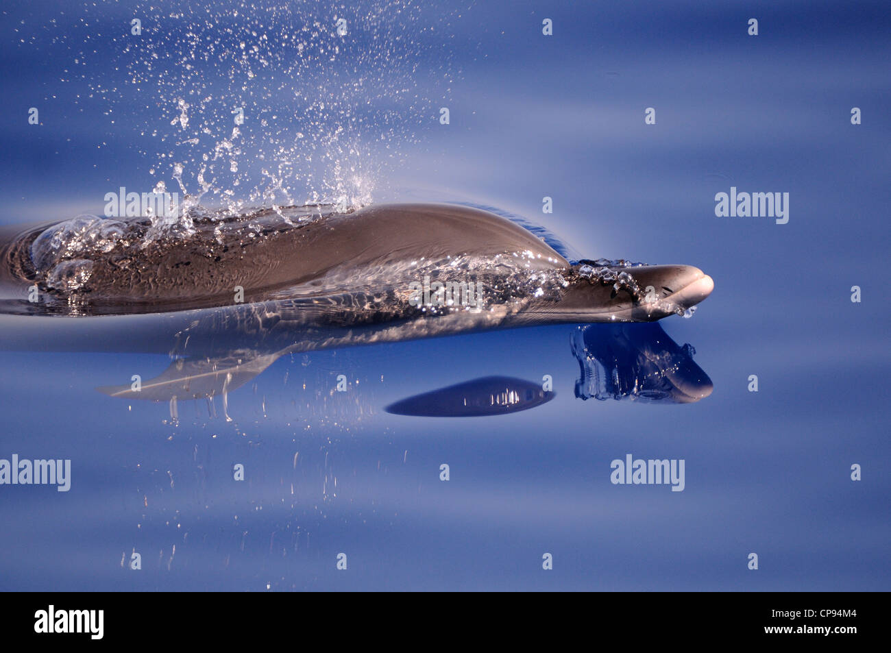 Pantropical Spotted Dolphin (Stenella attenuata) breathing at surface, The Maldives Stock Photo