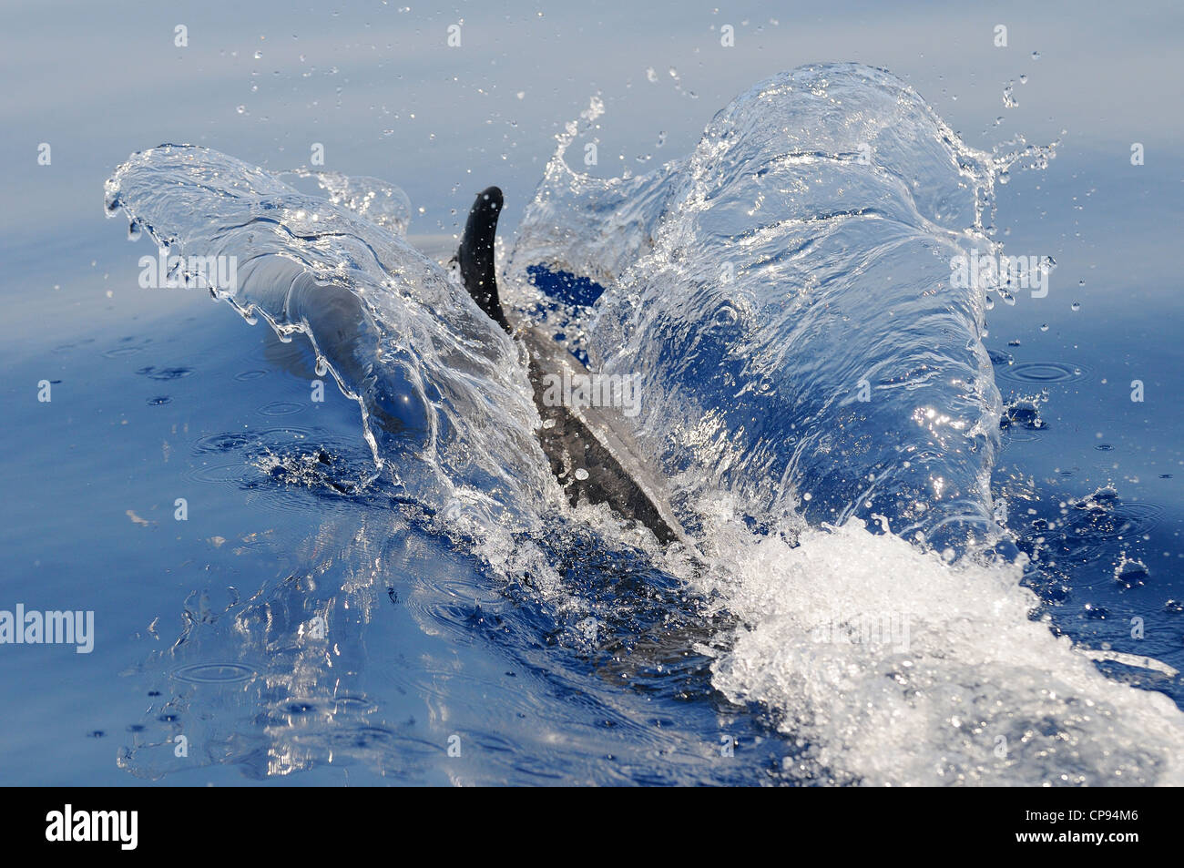 Pantropical Spotted Dolphin (Stenella attenuata) splashing at surface, The Maldives Stock Photo