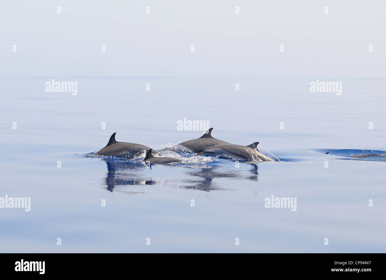 Pantropical Spotted Dolphin (Stenella attenuata) pod at surface, The Maldives Stock Photo