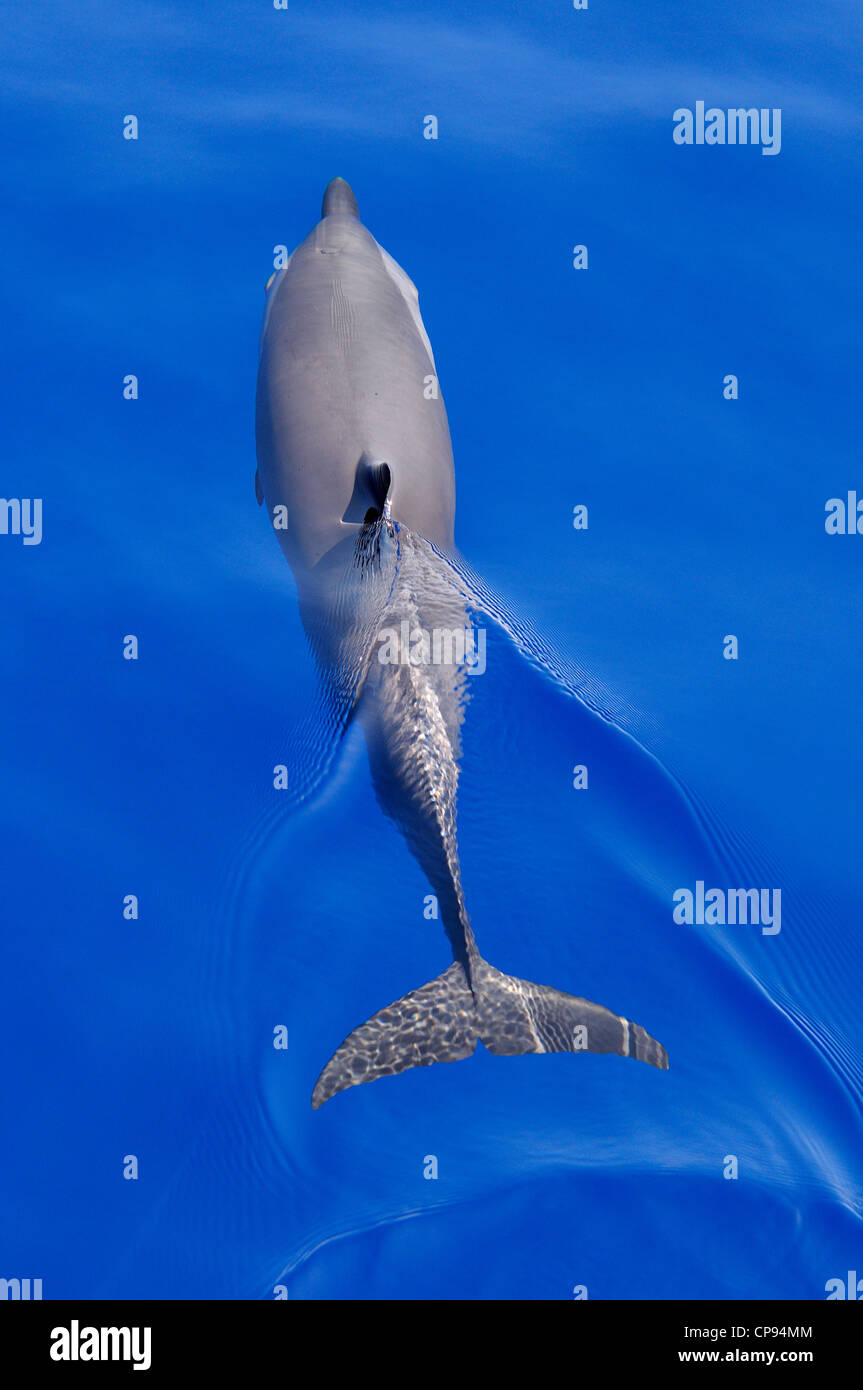 Pantropical Spotted Dolphin (Stenella attenuata) single dolphin in the water, view from above, The Maldives Stock Photo