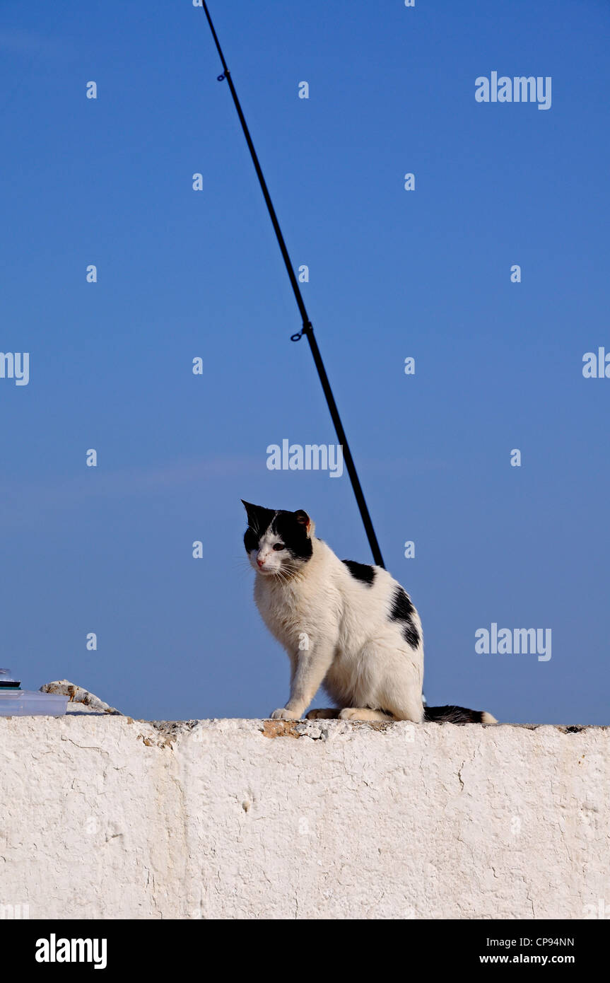 Cat sitting on wall by a fishing rod in the harbour, Puerto Cabopino, Andalucia, Spain, Western Europe. Stock Photo