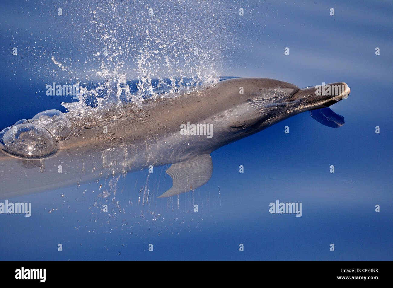 Pantropical Spotted Dolphin (Stenella attenuata) surfacing, The Maldives Stock Photo