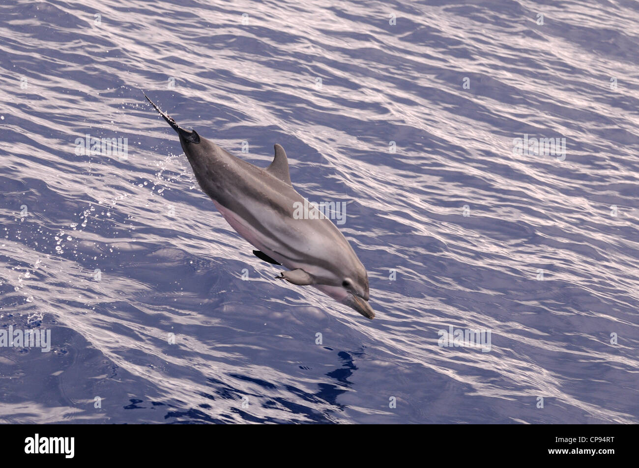 Striped Dolphin (Stenella coeruleoalba) leaping out of the water, The Maldives Stock Photo
