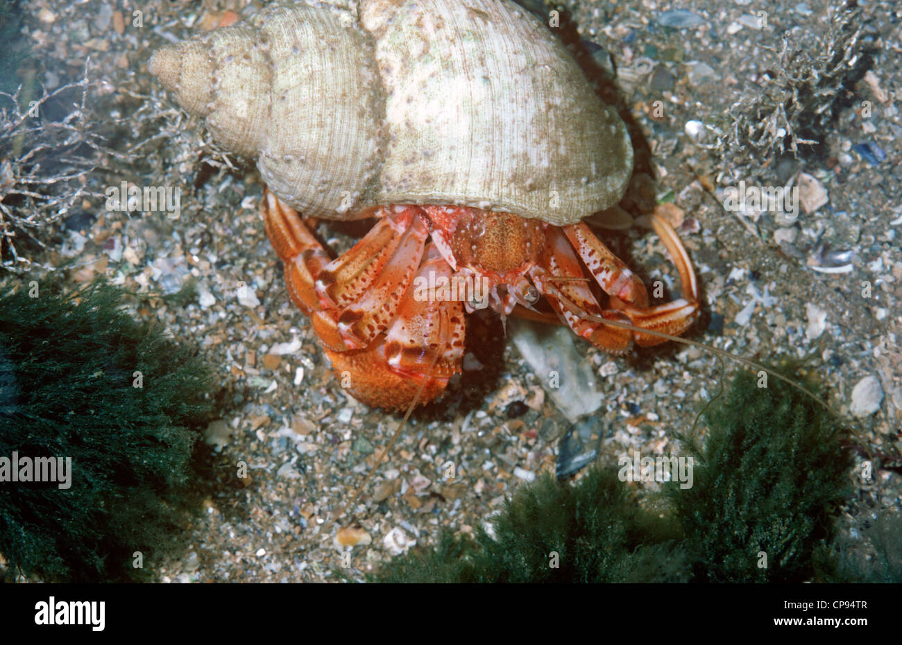 Paguridae hires stock photography and images Alamy