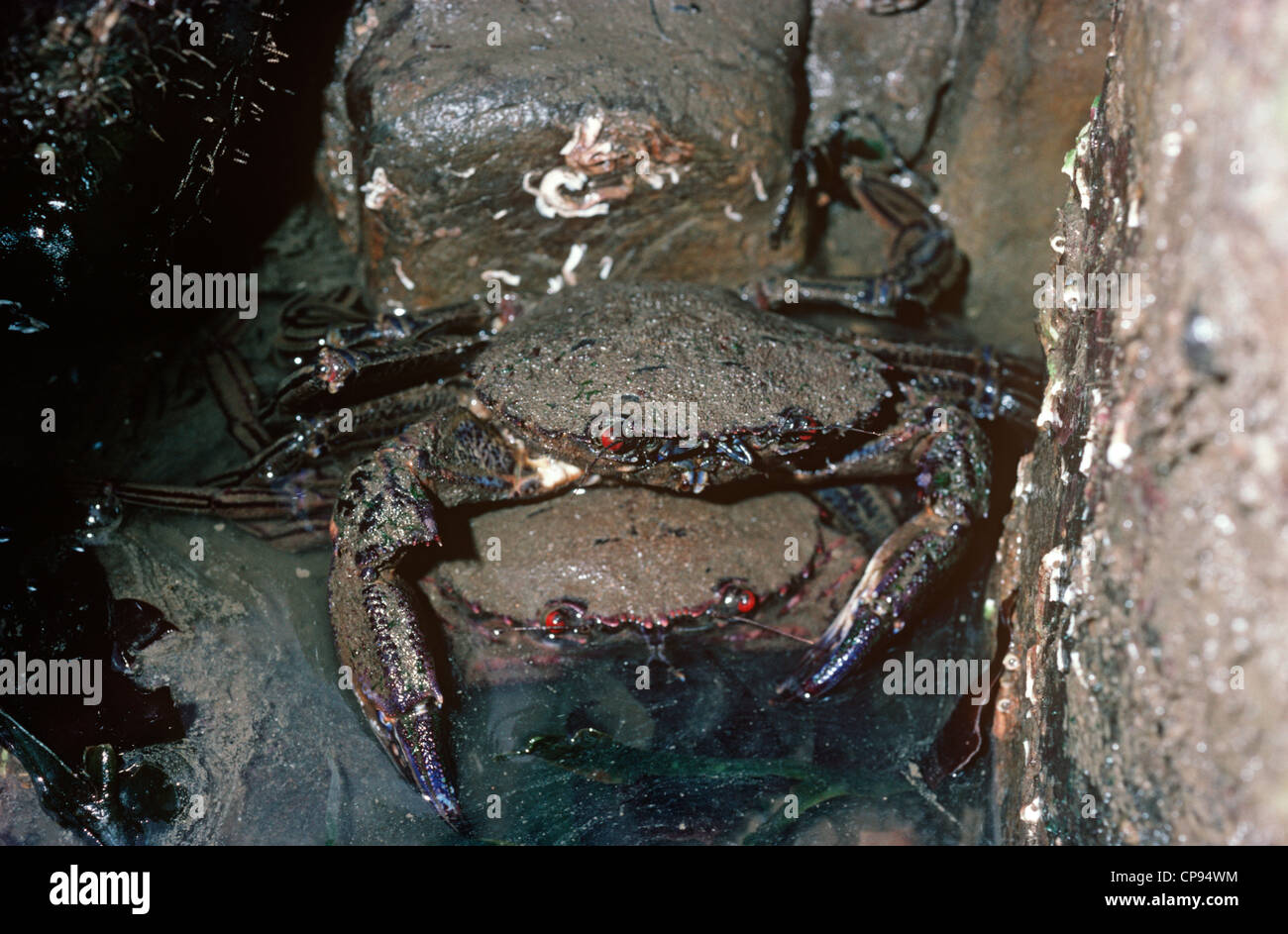 Fiddler / Velvet swimming crab (Necora puber: Portunidae) pair at low tide UK Stock Photo