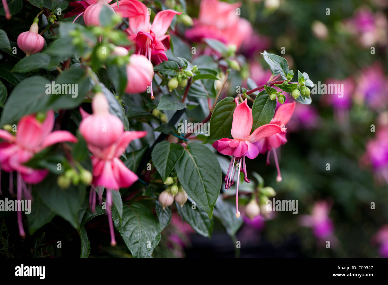 Fuchsia 'Paula Jane' in flower Stock Photo