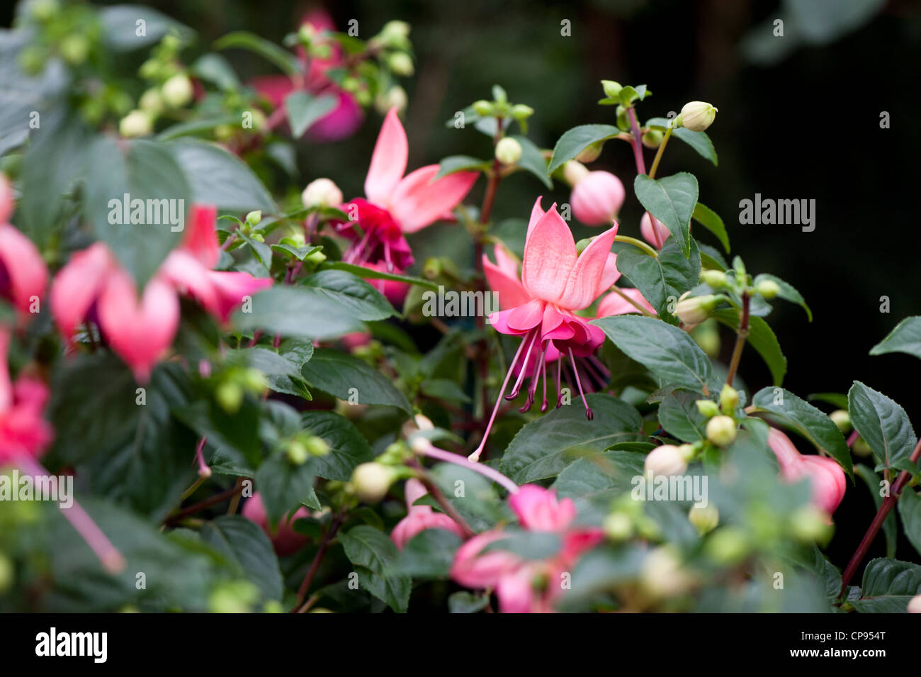 Fuchsia 'Paula Jane' in flower Stock Photo