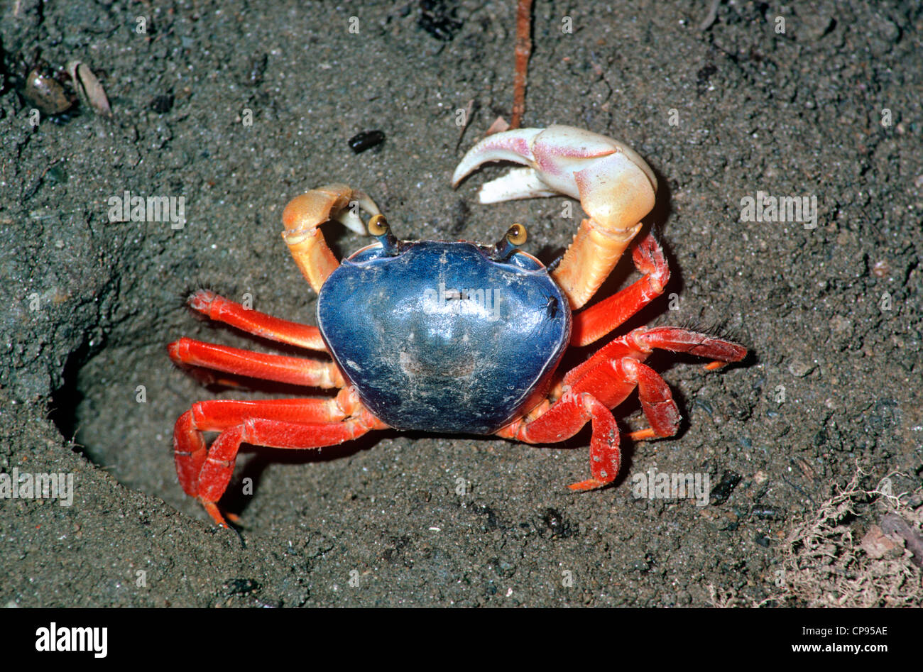 A mangrove crab (Ucides sp.) by its hole in a mangrove swamp Costa Rica Stock Photo