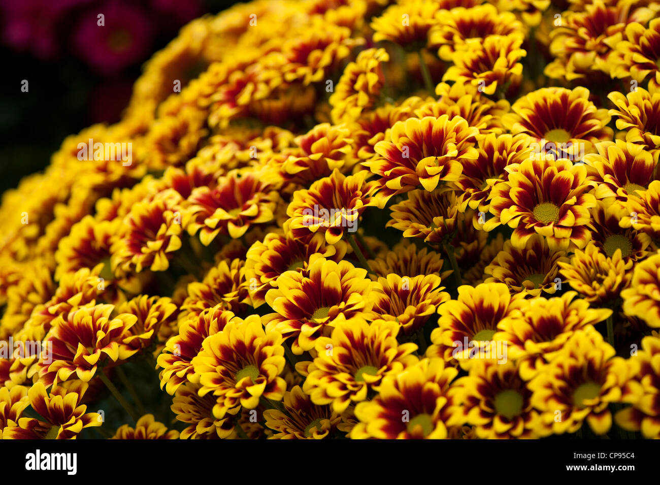 Chrysanthemum 'Yellow Orinoco' Stock Photo
