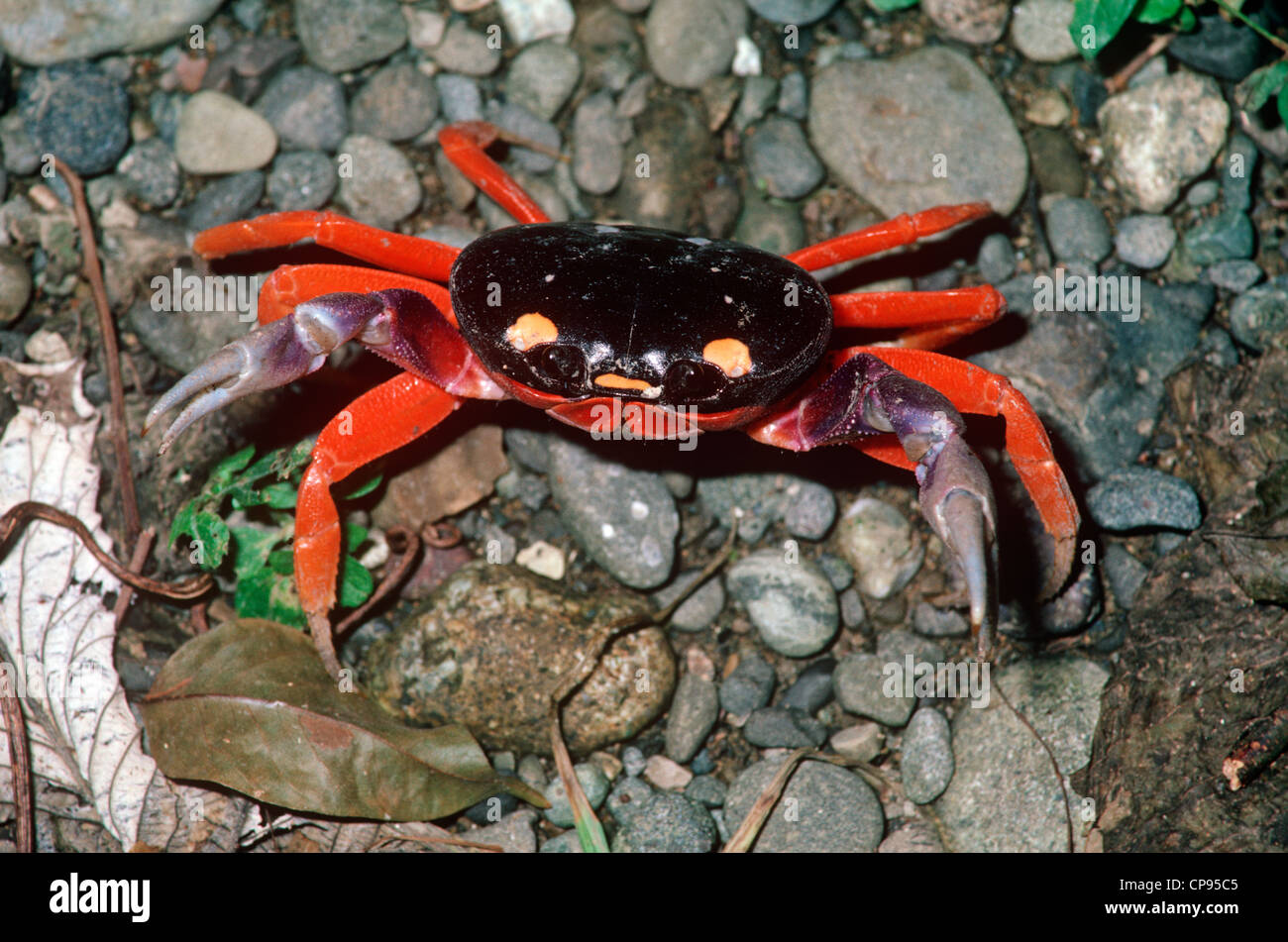 Red land crab (Gecarcinus quadratus: Gecarcinidae) in coastal rainforest Costa Rica Stock Photo