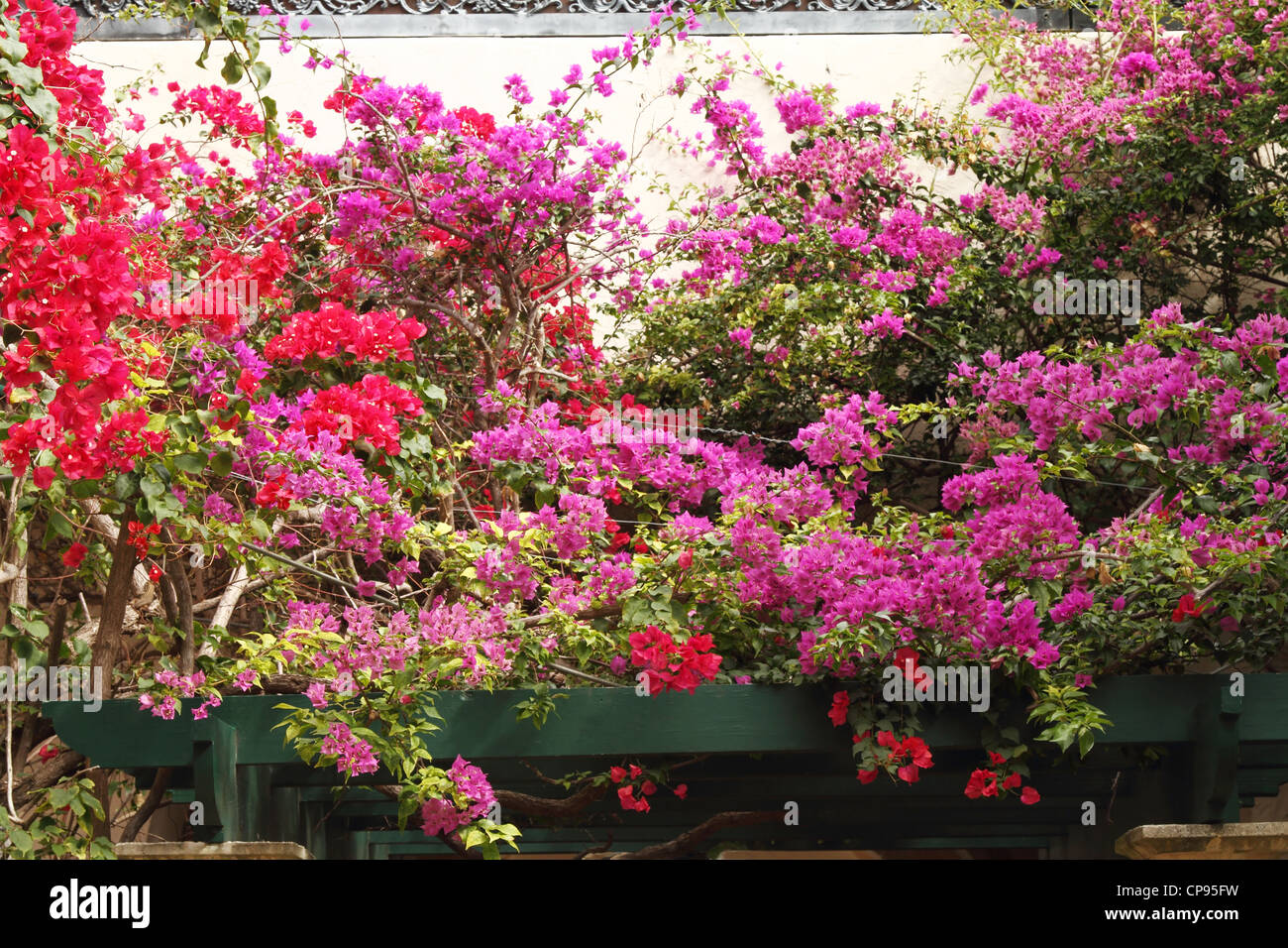 Red, purple and pink bougainvillea climbing on a wood trellis Stock Photo -  Alamy
