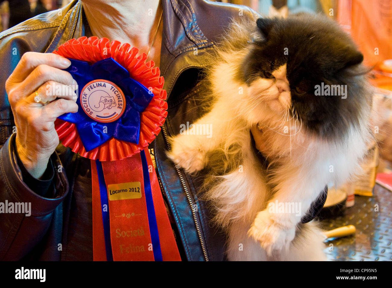 Switzerland, Canton Ticino, Locarno, Fevi, International cats show Stock Photo