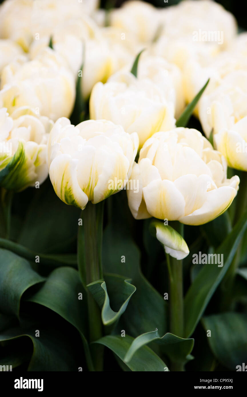 Mount double late tulip hires stock photography and images Alamy